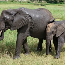 Dirty Elephants